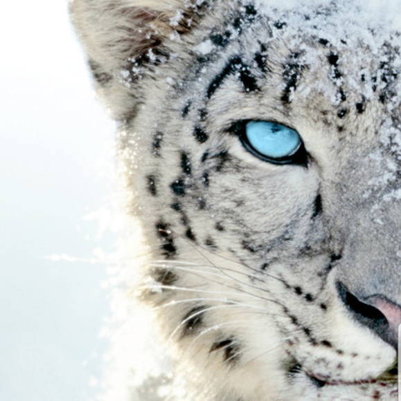 white_tiger00